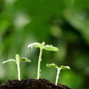 青海复合肥专用氧化锌